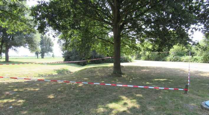 Eikenprocessierups in bomen met lint eromheen