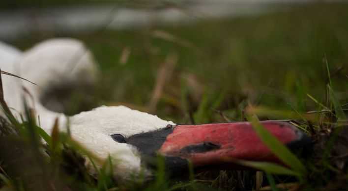 Dode zwaan istockfoto Communicatie