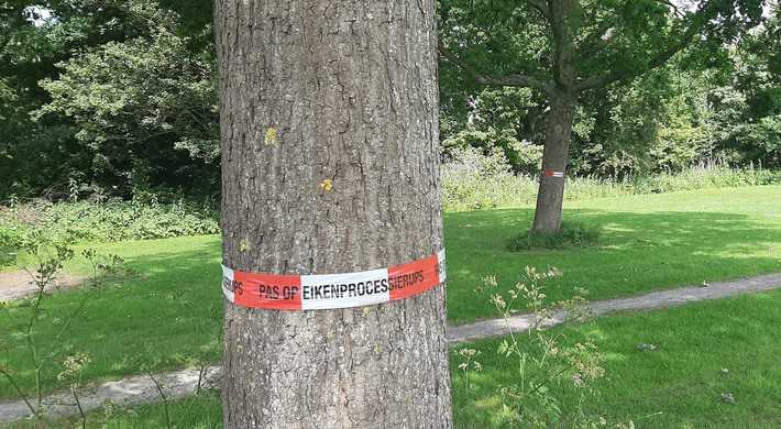 eikenprocessierups lint om boom 2025