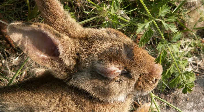 konijn met myxomatose met bronvermelding Piet Spaans CC