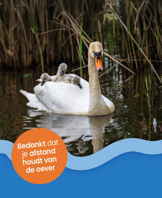 campagne foto bescherm de jonkies met zwaan