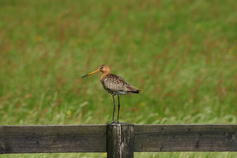 Vogel&nbsp;grutto&nbsp;op&nbsp;hek